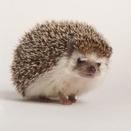 zelkidzem