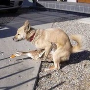 Meerkat