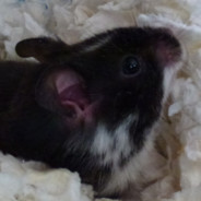 Space Hamster