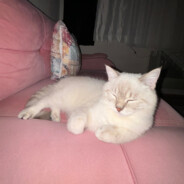 ceku