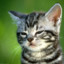 Kucing Comel
