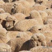 Commander Sheep