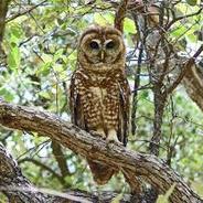 harryhoot1