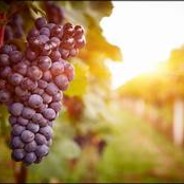 The grape