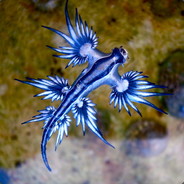 BlueAtlanticus