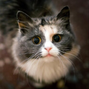 Steam profile avatar of Terroristka