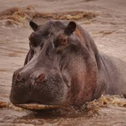 Friendly HippoSniffer457