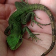 Lizardnix