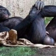 monkey nuts