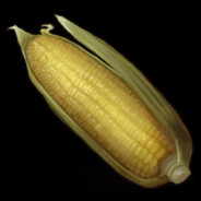 Corn's Avatar