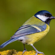 Птичкин друг Птичкин друг