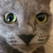 Dragos Sabie de Vanatoare 60 cm