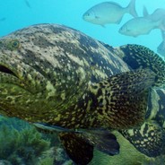 [TS] Goliath Grouper