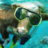 Danakawurma's Avatar