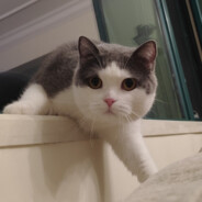 我叫初恋's Avatar