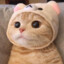 котик в шапке💝's avatar