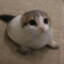 catffee