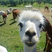 Rastapoutine's Avatar