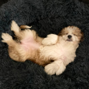 || Yagme_Ourtal ||'s Avatar