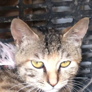 海猫Π之神