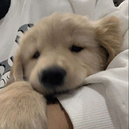 Teddy