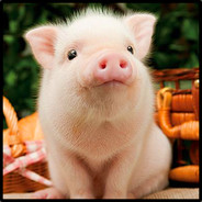 Oink!