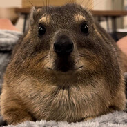 Loafy