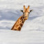 snow giraffe