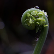 FernPrince