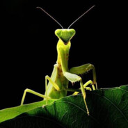 Don Mantis