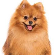 Lulu da Pomerânia na AirFryer