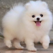Fluffy_LeMajestueux