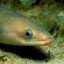 eel