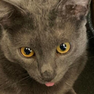 BATTLE BROTHER's Avatar