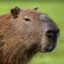 Capybara Efekan