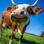 a cow