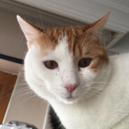 🍒 cat