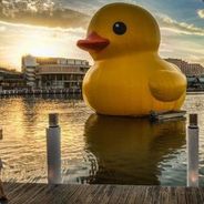 duckling -iwnl-
