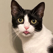 MEOWMEOW