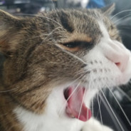 Primal