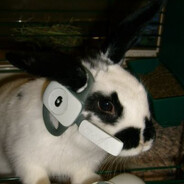rabbitrejoycer