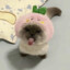 ♥ニキータx fokus♥