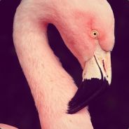 Crazy Flamingo