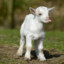 Goat | Ini_:D
