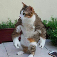 AlCat's Avatar
