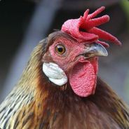 chicken's Avatar