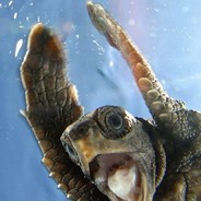 Mandibulator's Avatar