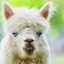 An alpaca