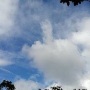 deal late no doubt's Avatar