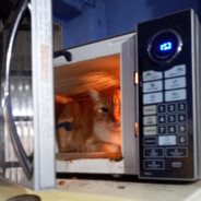 microwaved my frozen cat